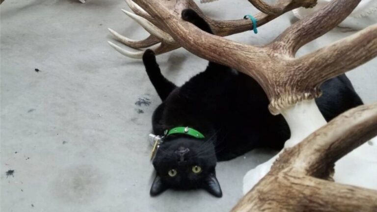 This Oklahoma Museum’s Most Popular Exhibit Has Four Paws And A Name To Match