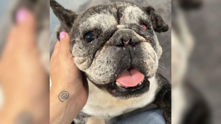 One-Eyed Dog Overlooked In NY Shelter Reveals The Hidden Cost Of Irresponsible Breeding