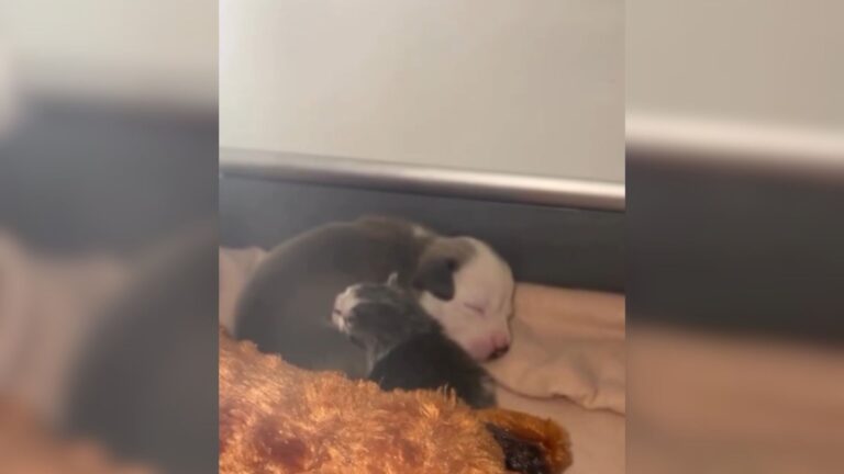 Milwaukee Kitten And Puppy Rejected By Their Moms Find A Family In Each Other