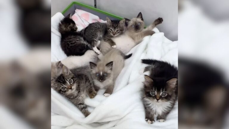7 Tiny Kittens Found Abandoned In Las Vegas Backyard, Each Little Body A Lifeline For The Others