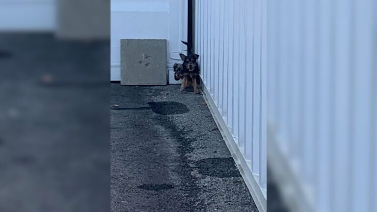 Orphaned Puppies Hiding Behind A School In LA Finally Get The Loving Hands They Needed