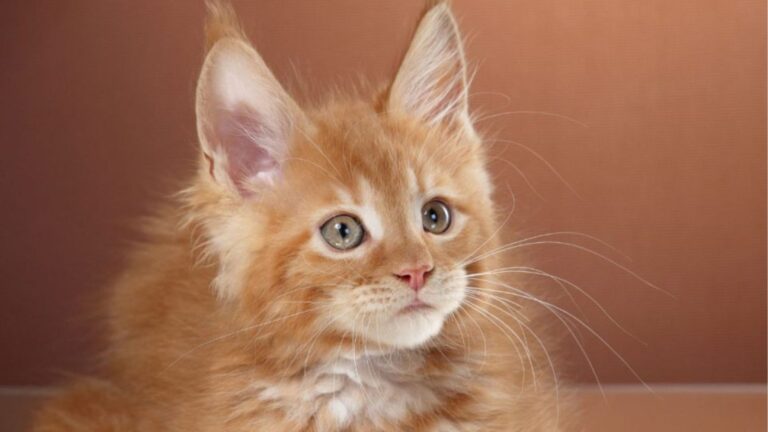 Girl Buys Unwanted Kitten At Texas Flea Market, Then Finds Out It’s Worth A Fortune