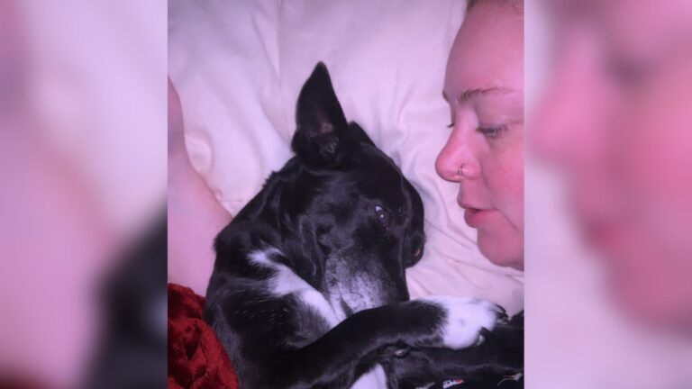 Tennessee Shelter Dog Meets A Visitor Who Needed Love Just As She Did, And Fate Did The Rest