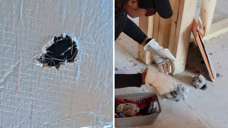 Florida Construction Crew Races To Save Four Tiny Fluffballs Fallen From A Vent