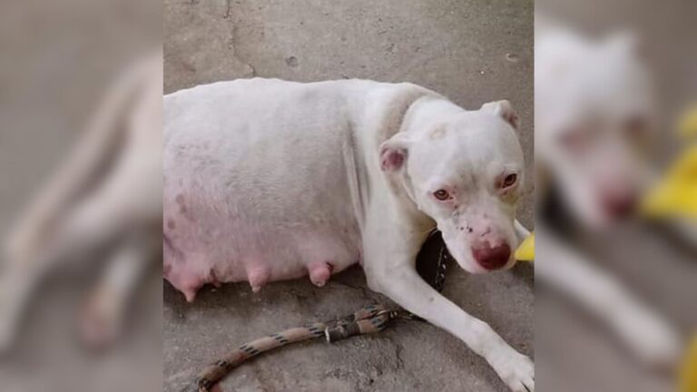 Texas Man Ties A Pregnant Dog To A Pole And Walks Away Without Looking Back