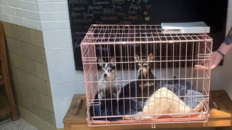 PA Shelter Staff Find A Pink Crate With A Note And Confront A Heartbreaking Abandonment