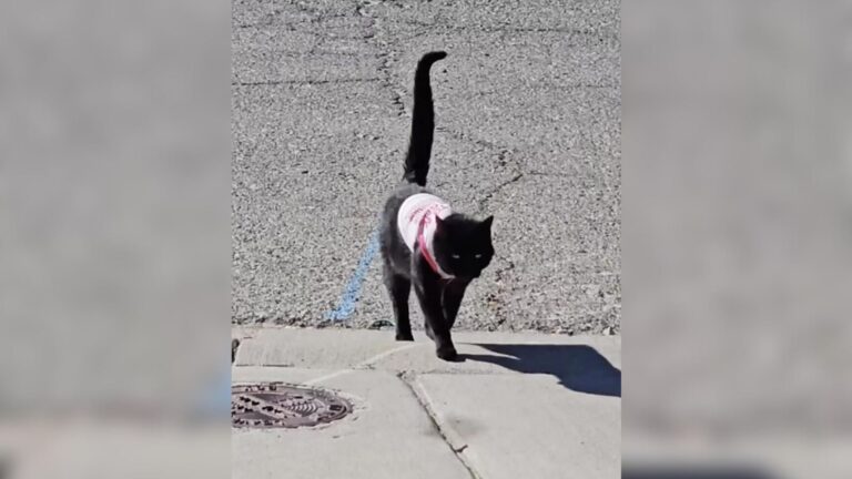 Texas Family Left Baffled When Their Cat Starts Coming Home Home In Different Outfits