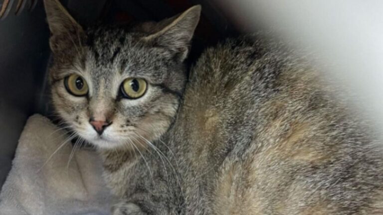 Terrified Cat Discovers Love And Trust For The First Time After Meeting Kind Human In Wisconsin