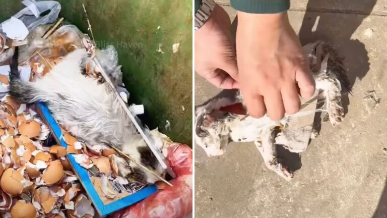 Texas Man Approaches A Trash Can, Lifts The Lid, And Freezes At The Sight Inside