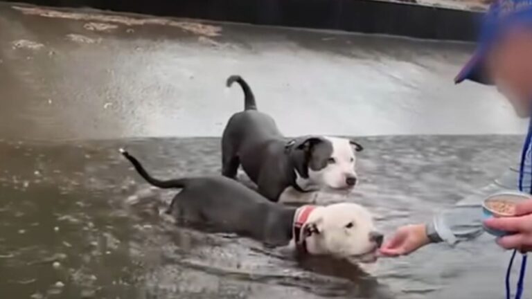 Louisiana Team Shocked To Find Pitties Dumped In Canal During Storm With No Way To Climb Out