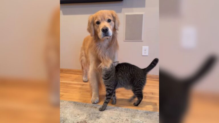 Minnesota Pup Is Totally Overwhelmed By His Clingy Cat Sister And It’s Impossible Not To Laugh
