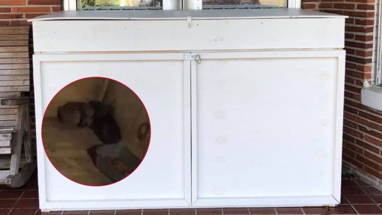 Rescuers In Georgia Open A Donation Box Expecting Supplies But Find Two Tiny Lives Instead