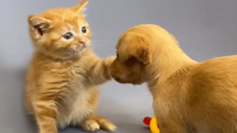 Hearts Melt As Rescued Puppy And Kitten From North Carolina Share Their First Cuddle