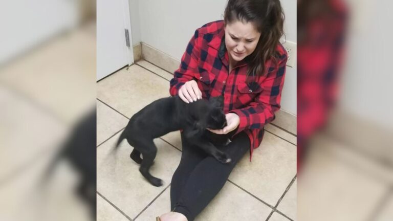 South Carolina Woman Notices Something Odd About A Puppy By The Roadside And Stops Instantly