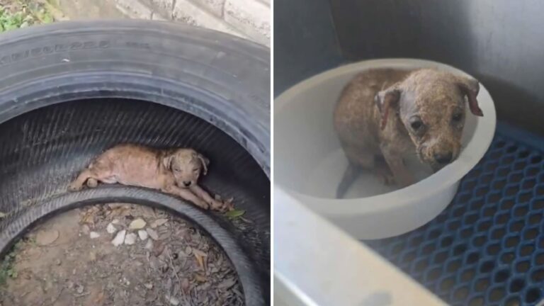 Puppy Found Barely Alive Inside Scorching Old Tire Had No Idea His Life Was About To Change