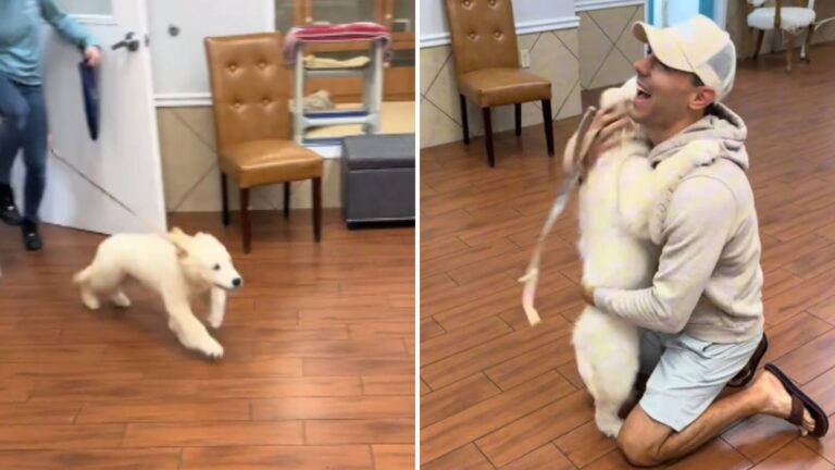 Florida Puppy Finishes His First Day At Daycare And His Reaction To Seeing Dad Is Everything