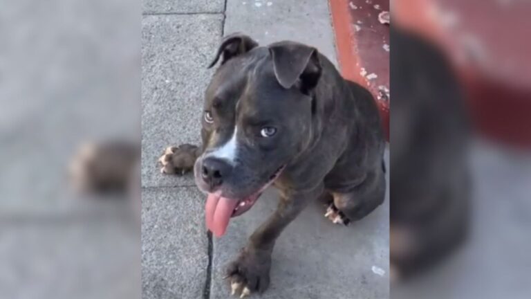 LA Shelter Staff Finds A Dog With Rare Condition At Their Door, Beside Him A Heartbreaking Note