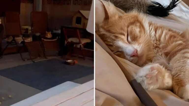California Woman Wakes Up To Find Random Cat On Her Lawn Chair And Realizes He Needs Help
