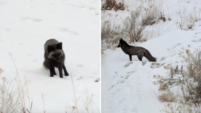 Colorado Ranger Thought It Was A Stray Dog In The Snow… But It Was Something Extremely Rare