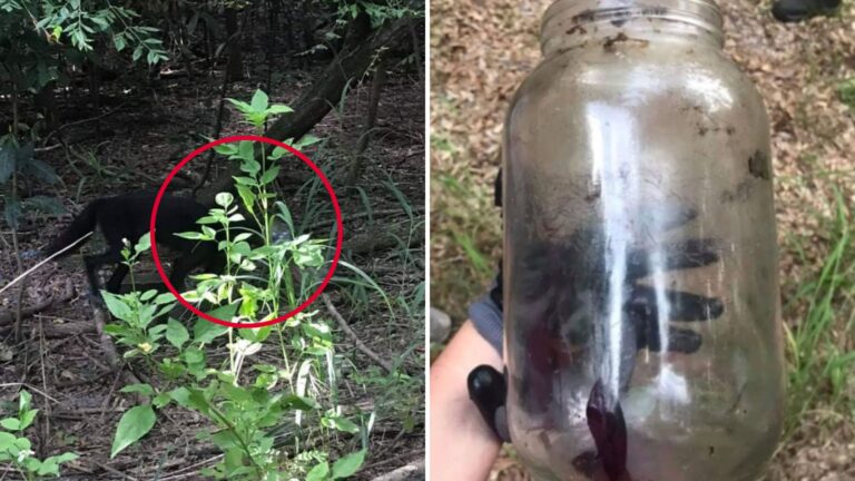 Florida Residents Shocked To Learn The True Identity Of A Creature With A Jar Stuck On Its Head