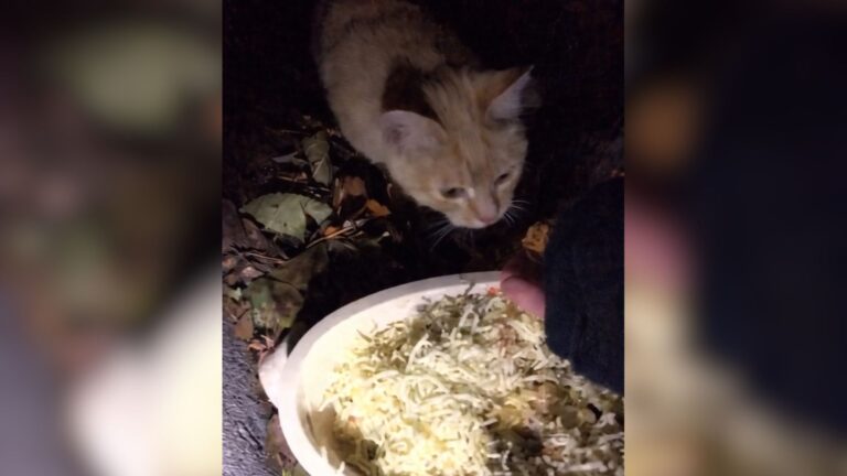Kansas Couple Hears Cries From Sewer In Chipotle Parking Lot, Then Little Furry Face Pops Out