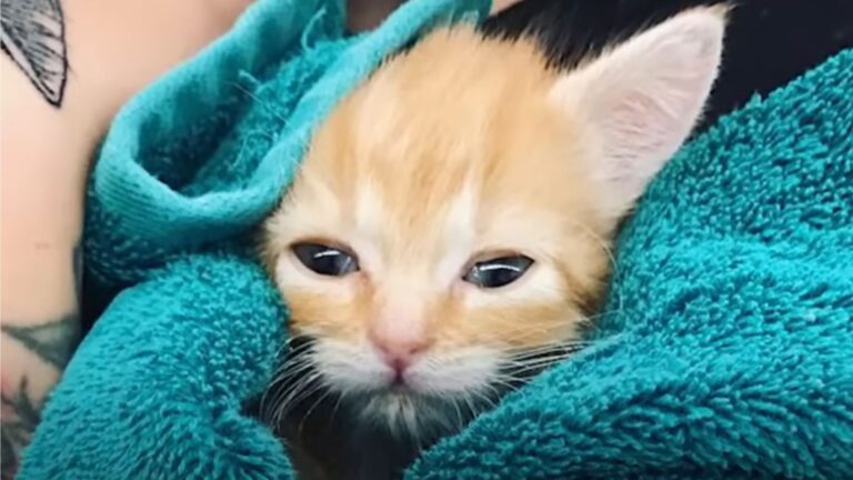 Newborn Kitten Found Stuffed Inside A Tissue Box At A Petco In California Faces A Fatal Virus