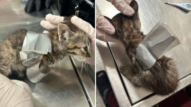 PA Team Faces A Shocking Scene After Finding A Kitten Taped Up Among 38 Other Neglected Animals