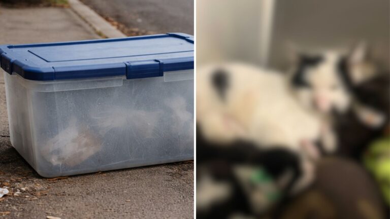 Connecticut Rescuers Open A Sealed Container And Freeze At What Stares Back