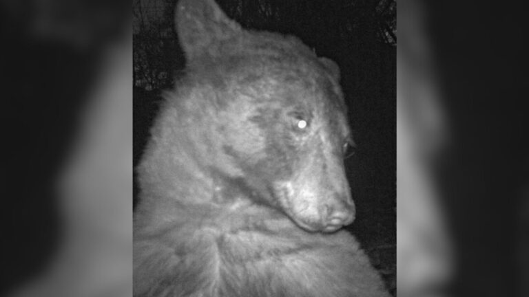 Colorado Scientists Check Trail Camera And Are Stunned By What It Recorded