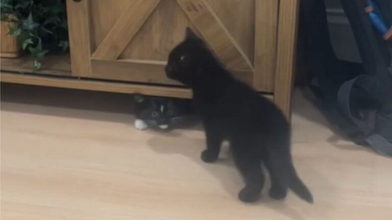 Reunion Between Two Adopted Kittens In Florida Goes Viral And Melts Millions Of Hearts