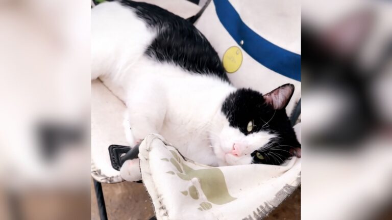 Texas Woman Watches Heartbroken As Neighbors Move Away And Leave Their Cat Behind