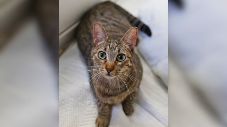 Family Adopts Cat From Texas Shelter, Then She Suddenly Stops Walking