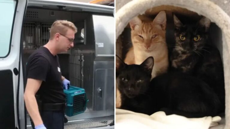 Strange Odor And Endless Meows Lead Rescuers To A Shocking Discovery In San Diego Apartment