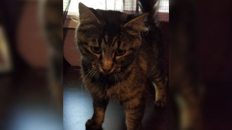 Washington Woman Comes Home Only To Find A Furry Visitor She’s Never Seen Before