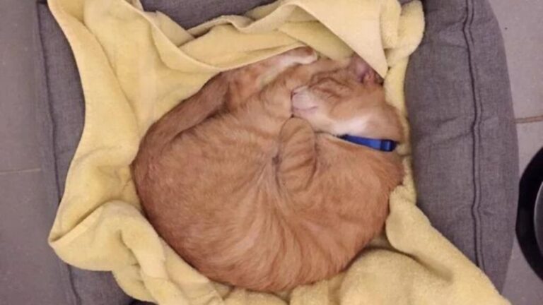 Senior Cat In NY Shelter Had Only Hours Before Euthanasia, Then His Life Changed In An Instant