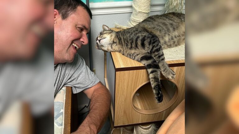 North Carolina Shelter Cat Returned Multiple Times Finally Finds Her Meant-To-Be Human