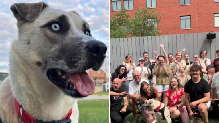 After 3 Years In Chicago Shelter, Dog Finally Gets Her Goodbye Party And We’re All In Tears