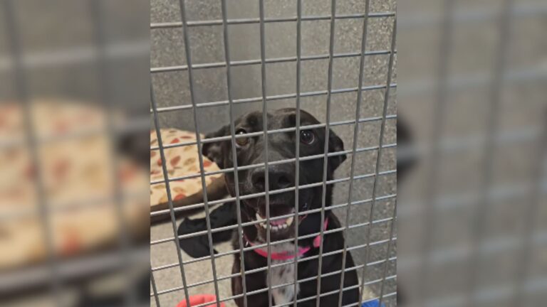 California Shelter Dog Offers Kisses To Everyone Who Passes By Her Cage, But Nobody Stops