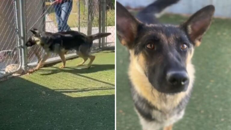 California Shelter Staff Takes Dog For One Last Walk Before Euthanasia And It Leads To A Miracle
