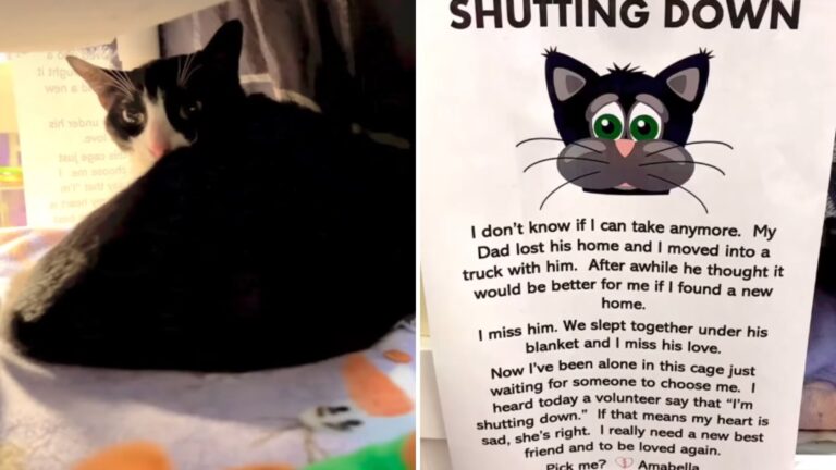 Florida Shelter Shares Heartbreaking Note On Abandoned Cat’s Kennel And Inspires Adoption Rush
