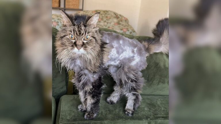Milwaukee Shelter Takes In Senior Cat Too Weak To Raise Her Head And Turns Her Into A Miracle