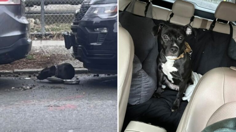 New York Man Spots A Shivering Dog Tied To A Pole And Refuses To Walk Away