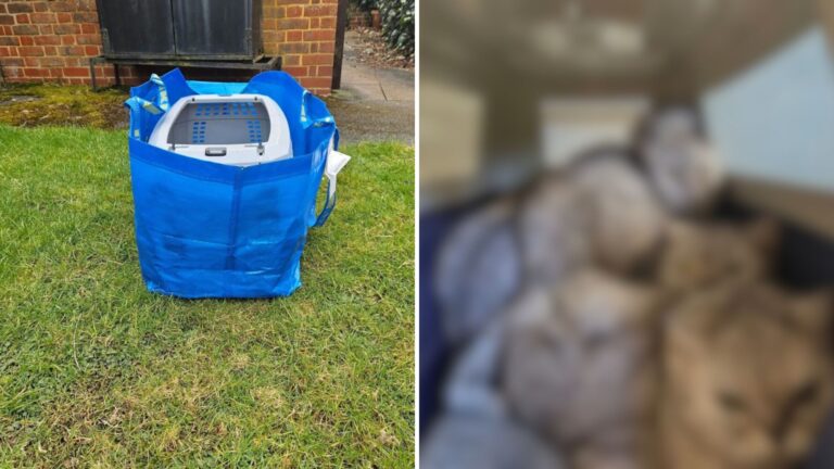 Blue Bag Abandoned In Texas Parking Lot Reveals A Scene No One Was Prepared To See