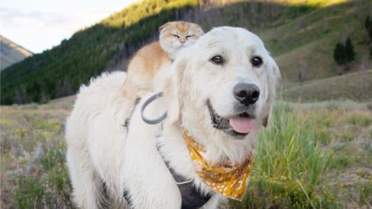 Idaho Dog Struggled To Connect With Other Dogs, But Watch What Happened When He Met A Kitten