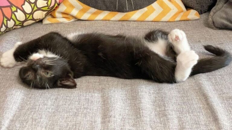 Sick Kitten Shivering On LA Sidewalk Was Running Out Of Strength, But Then His Hero Arrived