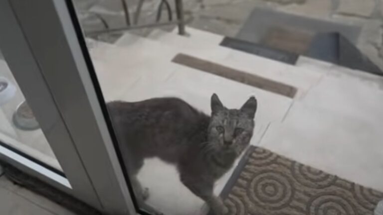 Ohio Couple Offers A Stray Cat A Meal, But What They Soon Discover Breaks Their Hearts
