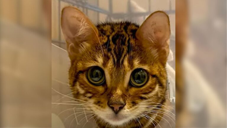 Bengal Kitten Dumped In A Box On Seattle Streets Reveals A Heart-Tugging Story