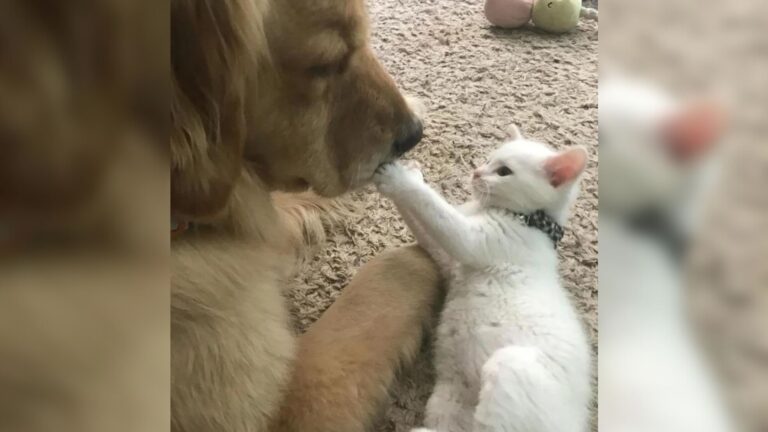 Ohio Man Demands For This Kitten To Be Put Down Over One Unbelievable Detail