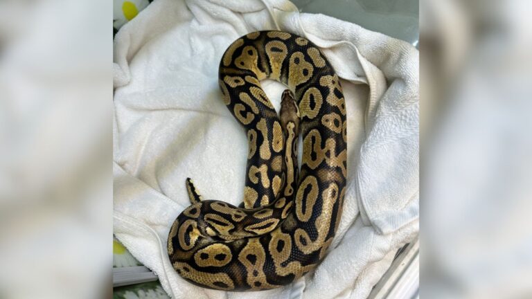 California Drive-Thru Worker Spots Something Slithering Across The Counter And Freezes In Shock