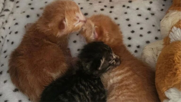 LA Woman Opens Her Door Only To Find A Pile Of Newborn Kittens Wrapped In Paper Towels